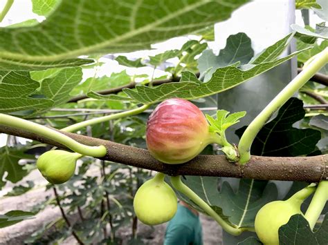 無花果樹|無花果大百科！無花果品種、挑選保存方式、食用時機。